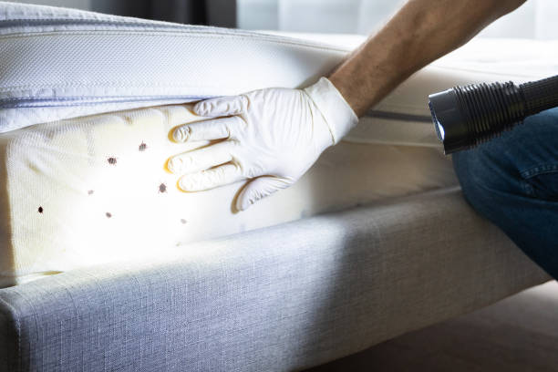 Best Mosquito Control Services  in Vidor, TX